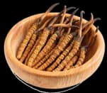 Cordyceps